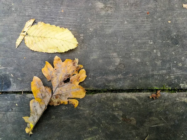 テーブルの上のカシの葉 — ストック写真