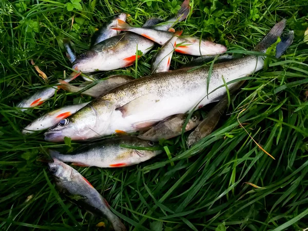 Pescado capturado en la hierba — Foto de Stock