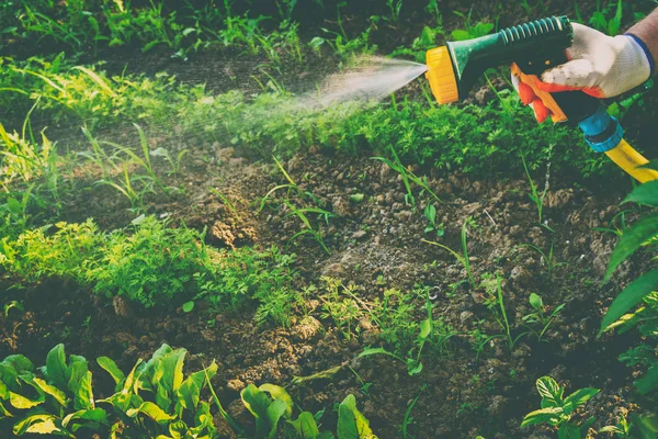 Watering vegetables in the garden — Stock Photo, Image