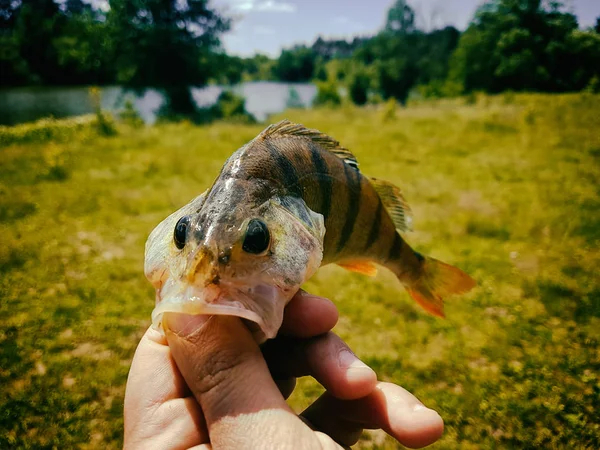 Пойманная рыба в руке рыбака — стоковое фото