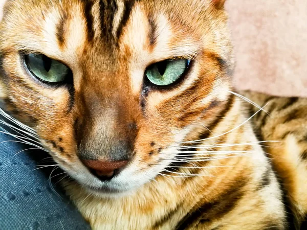 Belo gato bengali com olhos grandes — Fotografia de Stock