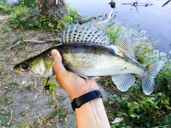 Der Fischer hält einen Fisch in der Hand — Stockfoto