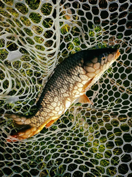 Apanhei uma carpa. — Fotografia de Stock