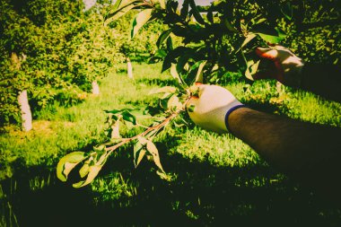 Bahçe Kur ve Sebze Bahçesi