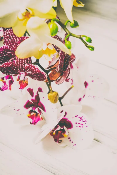 Mooie bloemen op een houten witte achtergrond — Stockfoto