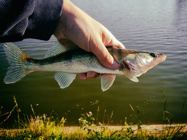 Спіймана риба в руці рибалки — стокове фото