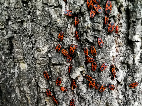 Red beetles on the bark of a tree