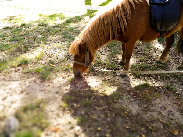 Pony on the lawn in summer — Stock Photo, Image