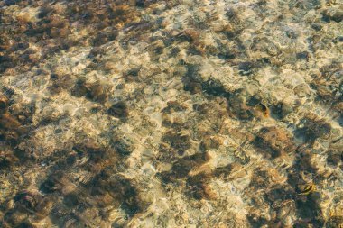 berrak su ve balık taşlar