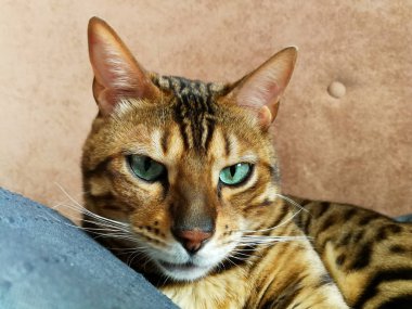 ışık yeşil gözlü büyük Bengal kedi