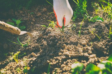 Bahçede sebze yetiştiriyorum.