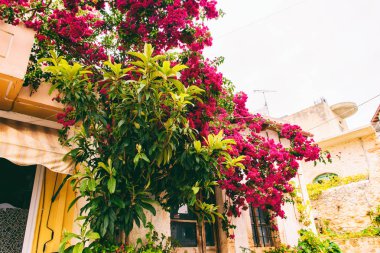 Yunanistan 'da duvarın yanında ağaç yetişiyor