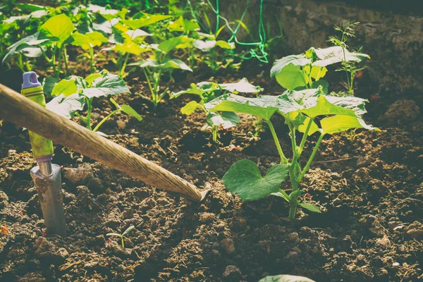 Growing vegetables in the garden — Stock Photo, Image