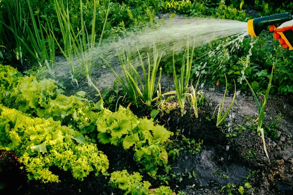 Gartenbewässerung — Stockfoto