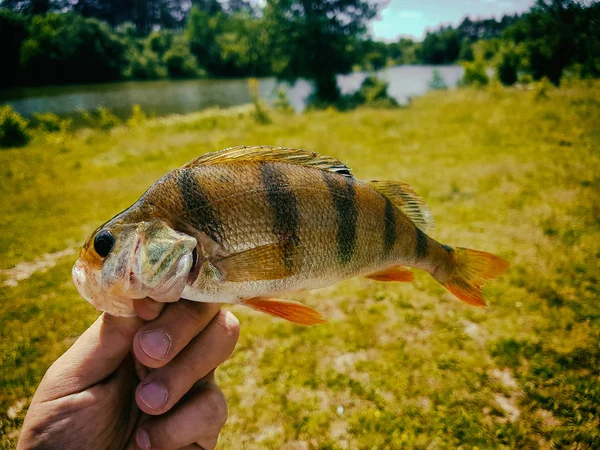 Peixe capturado na mão de um pescador — Fotografia de Stock