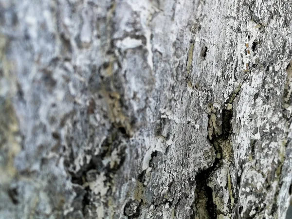 Rindenhintergrund — Stockfoto