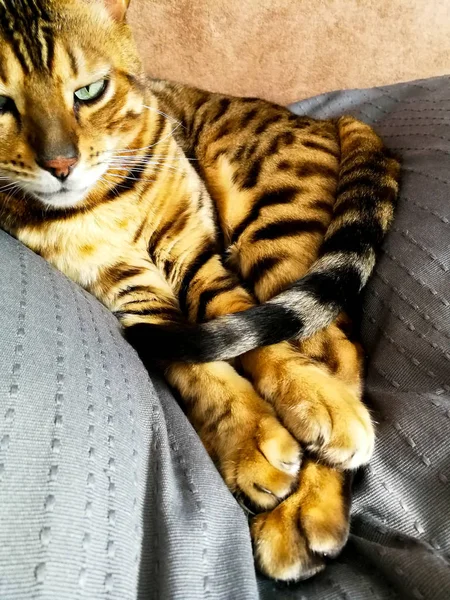 Frumoasa pisica bengaleza cu ochi mari — Fotografie, imagine de stoc