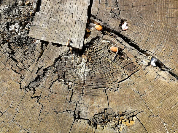 Felled tree top view — Stock Photo, Image