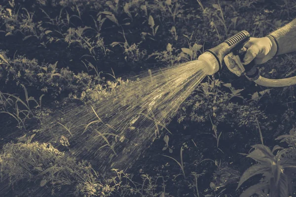 Gartenbewässerung — Stockfoto