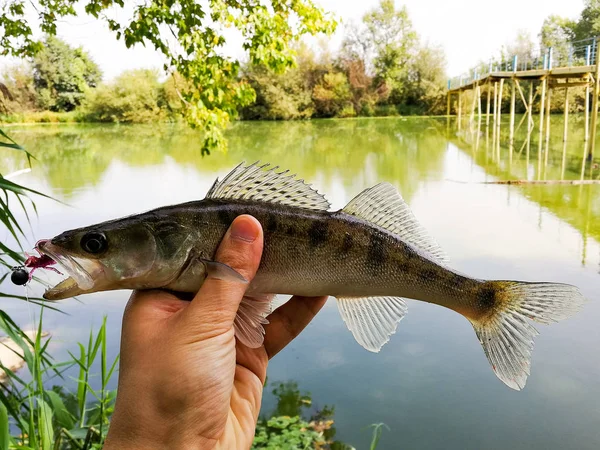 Fångad fisk i en hand på en sjö — Stockfoto
