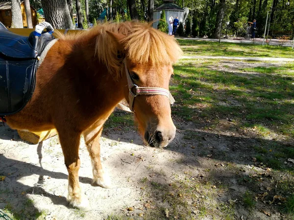 Poney sur la pelouse en été — Photo