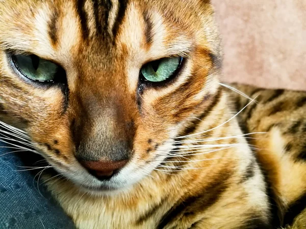 Schöne Bengalikatze mit großen Augen — Stockfoto