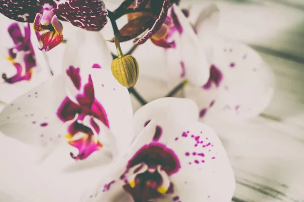 Orchideeën op een houten achtergrond — Stockfoto