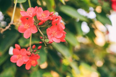 yaprakları ile küçük kırmızı çiçekler