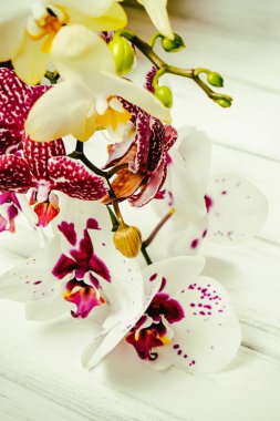Ahşap beyaz zemin üzerine güzel çiçekler