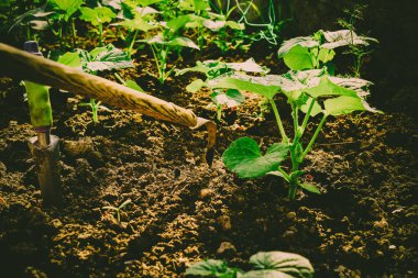 Bahçede sebze yetiştiriyorum.