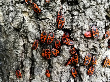 Bir ağacın kabuğu üzerinde kırmızı böcekler