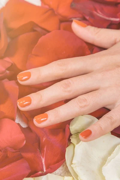 Руки с красными ногтями на лепестках роз — стоковое фото