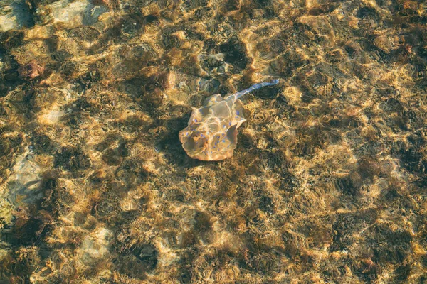 Pequeña raya en agua clara — Foto de Stock