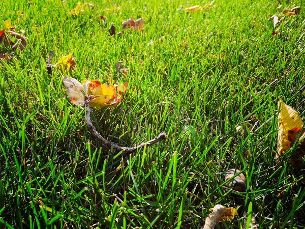 Folhas secas na grama verde — Fotografia de Stock