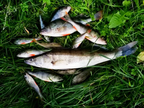 Çimenlerde balık yakaladım. — Stok fotoğraf