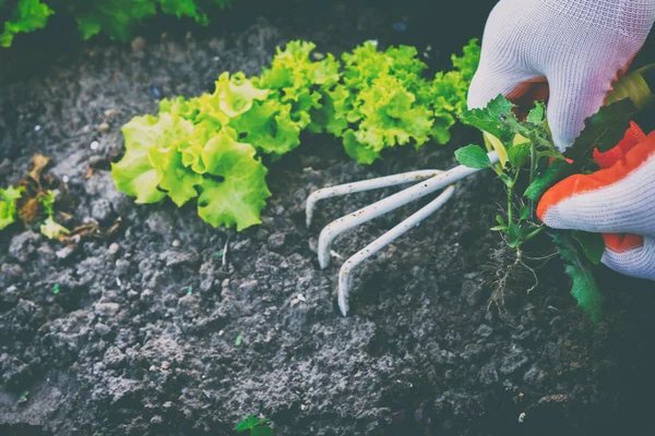 Gardening, weeding weeds. Gardening.