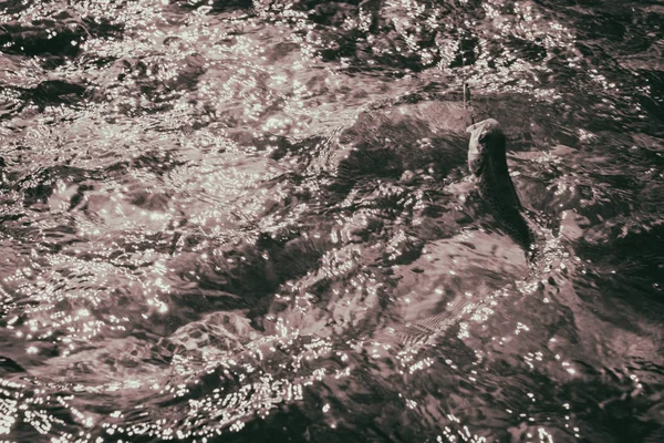 Vissen op forel in de rivier van de berg — Stockfoto