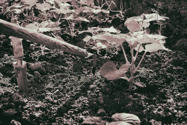 Cultivar legumes no jardim — Fotografia de Stock