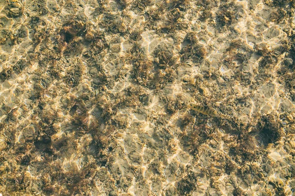 Piedras en agua clara y peces —  Fotos de Stock