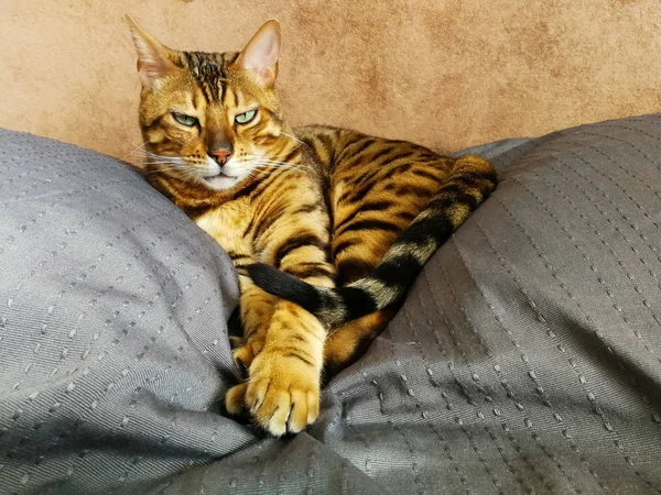 Hermoso gato bengalí con grandes ojos —  Fotos de Stock