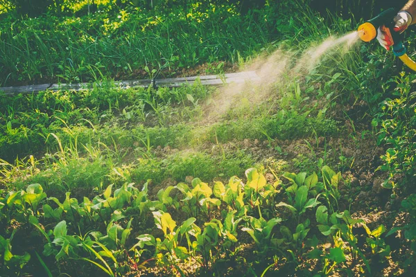 Annaffiare le verdure in giardino — Foto Stock