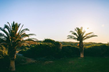 gün batımında tatil de palmiye