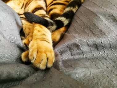 iri gözlü güzel Bengalli kedi