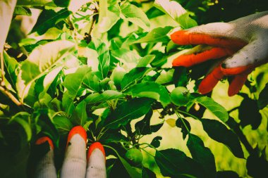 Bahçe Kur ve Sebze Bahçesi