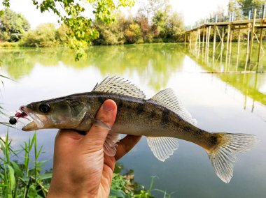 bir elinde bir göl kenarında balık yakaladı