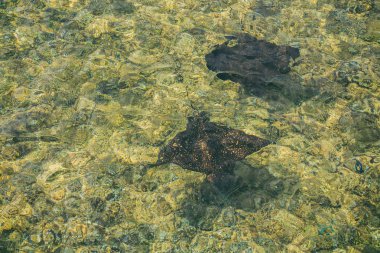 iki vatoz denizde yüzer