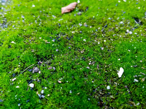 Зеленый мох близко — стоковое фото