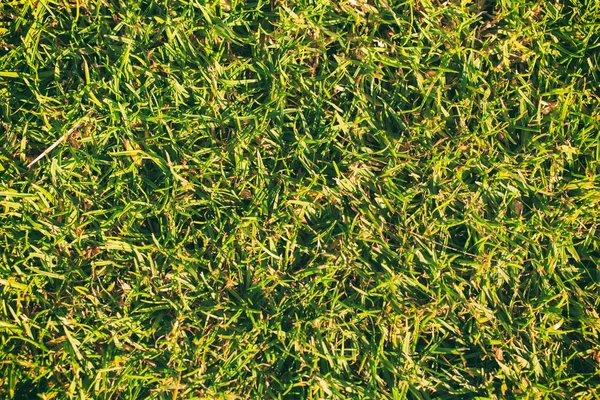 Background of green grass — Stock Photo, Image