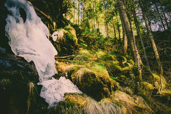 Magnificent mountain river and forest landscape — Stock Photo, Image