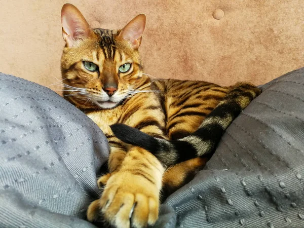Belo gato bengali com olhos grandes — Fotografia de Stock
